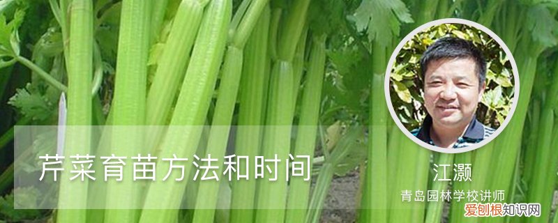 芹菜育苗方法和时间山东 芹菜育苗方法和时间