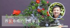 长寿梅能在室内养吗? 养长寿梅的注意事项