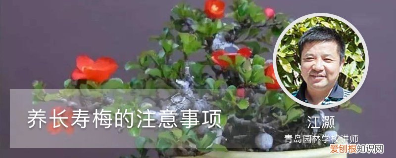长寿梅能在室内养吗? 养长寿梅的注意事项