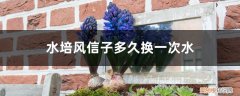 水培风信子多久换一次水根部腐烂了怎么办 水培风信子多久换一次水