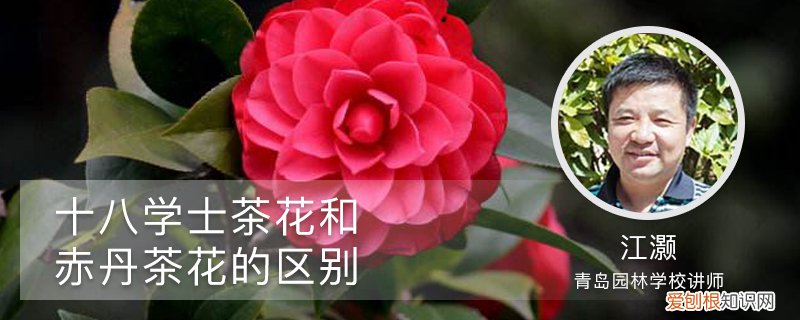 十八学士茶花是多色的吗 十八学士茶花和赤丹茶花的区别