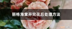 丽格海棠开完花怎么养过冬 丽格海棠开完花后处理方法