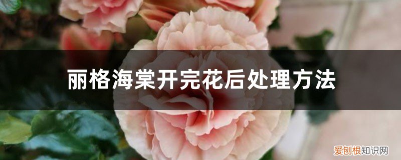 丽格海棠开完花怎么养过冬 丽格海棠开完花后处理方法