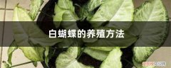白蝴蝶盆栽怎么养 白蝴蝶的养殖方法