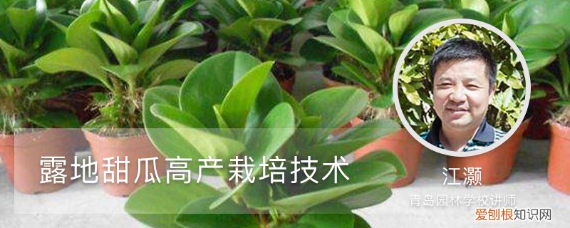 露天爬地甜瓜种植技术与管理 露地甜瓜高产栽培技术