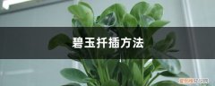 碧玉的扦插方法 碧玉扦插方法