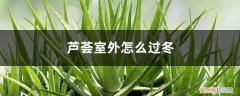 芦荟怎么养才能安全过冬? 芦荟室外怎么过冬