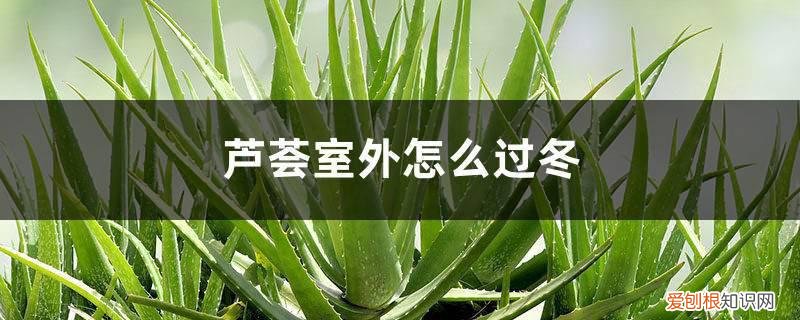 芦荟怎么养才能安全过冬? 芦荟室外怎么过冬