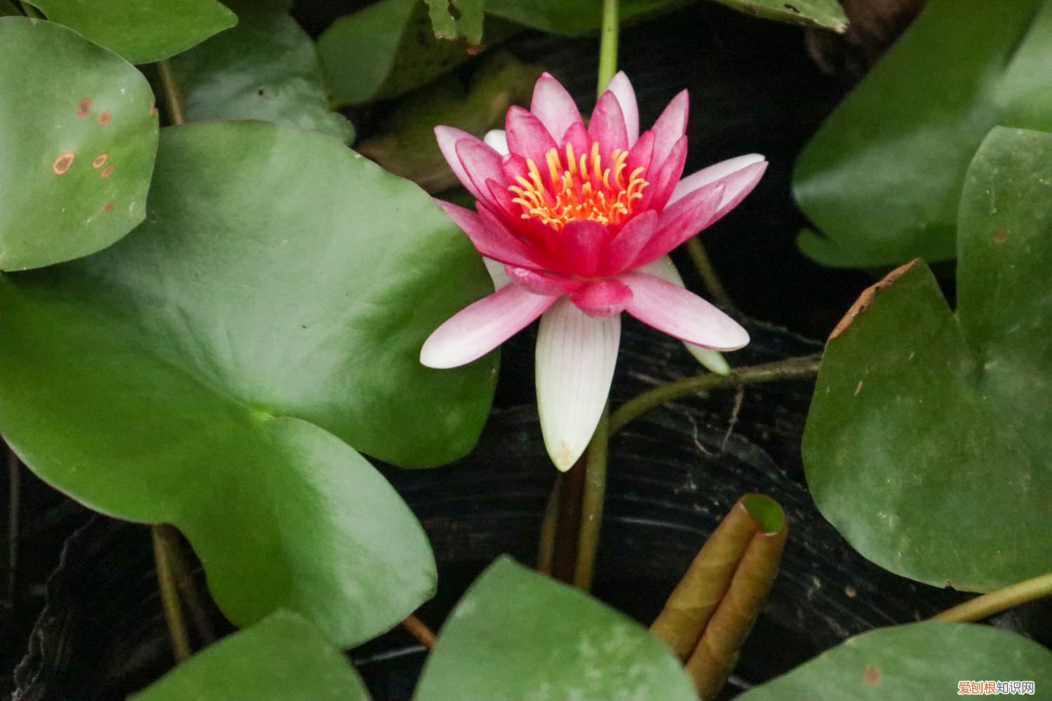 睡莲可以全水养会开花吗 睡莲根可以全水养吗