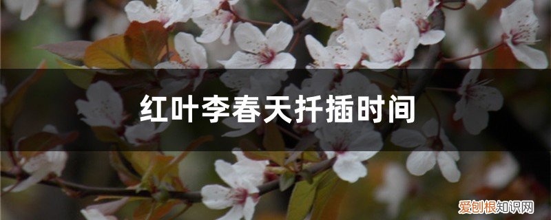 红叶李春天扦插时间多久 红叶李春天扦插时间