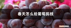 春天怎样剪葡萄枝 春天怎么给葡萄剪枝