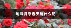 地栽月季春天施什么肥最好 地栽月季春天施什么肥