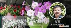 春天喇叭花种植最佳时间和温度 春天喇叭花种植最佳时间