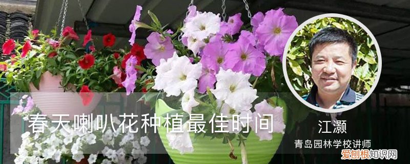春天喇叭花种植最佳时间和温度 春天喇叭花种植最佳时间