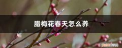 鲜花腊梅怎么养 腊梅花春天怎么养