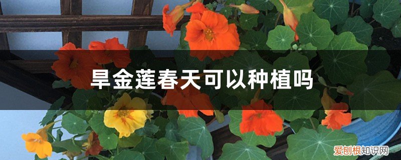 春天种的旱金莲什么时候开花 旱金莲春天可以种植吗