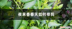 夜来香春季怎么修剪 夜来香春天如何修剪