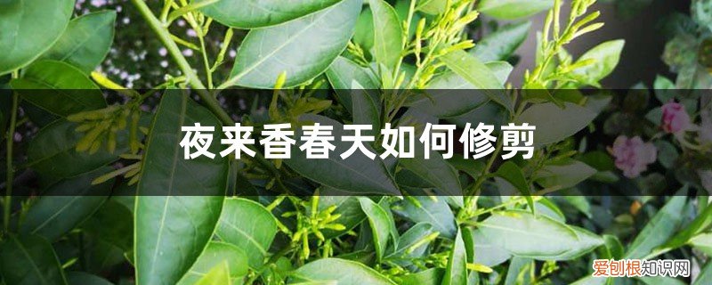 夜来香春季怎么修剪 夜来香春天如何修剪