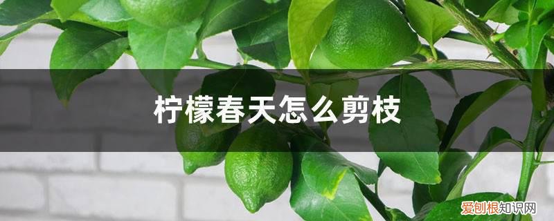 柠檬春天怎么剪枝 柠檬春天怎么剪枝