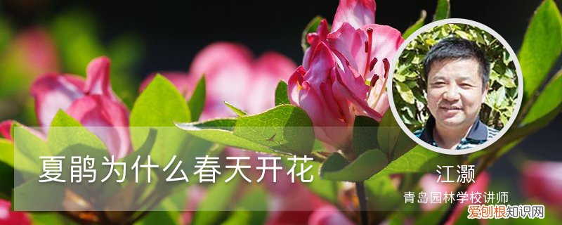 夏鹃为什么春天开花多 夏鹃为什么春天开花