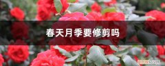 春天月季要修剪吗 春天月季要修剪吗
