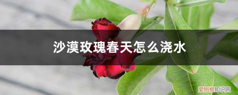 沙漠玫瑰开春后什么时候浇水 沙漠玫瑰春天怎么浇水