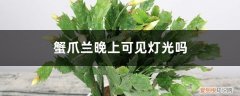 蟹爪兰晚上需要避光 蟹爪兰晚上可见灯光吗，用什么肥