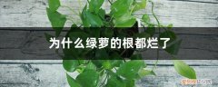 绿萝的根为什么会烂了 为什么绿萝的根都烂了