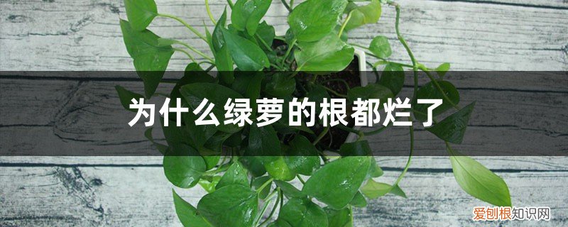 绿萝的根为什么会烂了 为什么绿萝的根都烂了