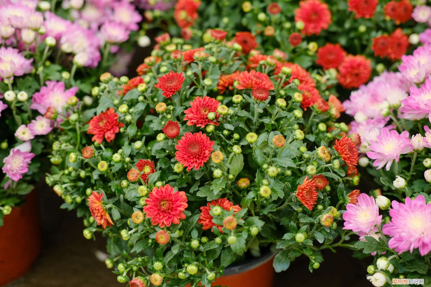 菊花夏天如何养 盆栽菊花夏天怎么养