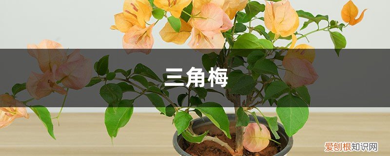 三角梅施什么肥花开得多 “三角梅”不开花？用这种“脏东西”作肥料，花朵开满墙！