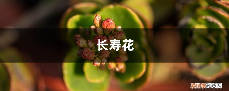 长寿花的花可以泡水喝吗 用水把它泡泡，能当“万能水”，长寿花喝点，花苞窜窜窜！