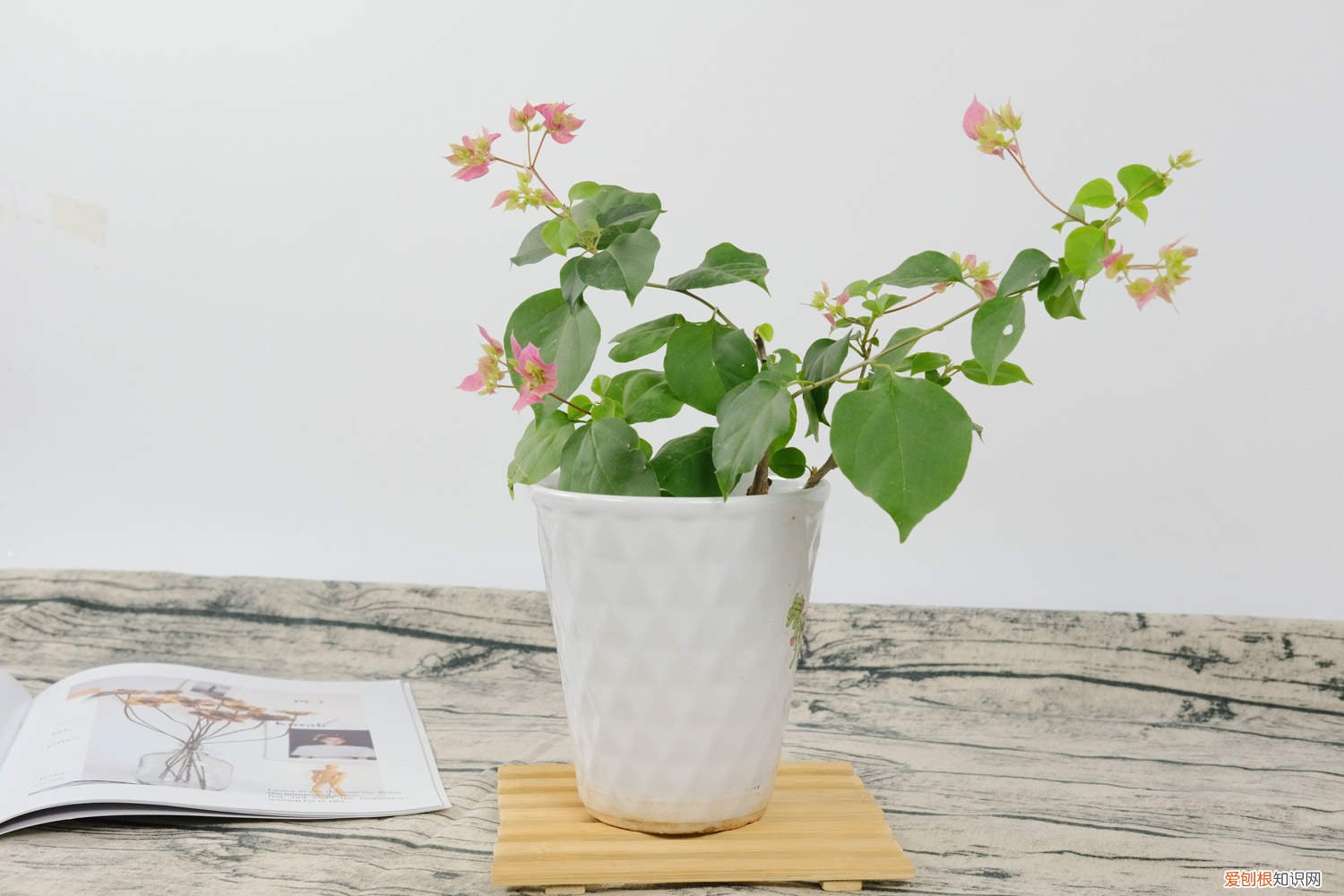 三角梅冬天开花了 “三角梅”冬天这么养，零下也能冒“花苞”，花开满盆都羡慕！