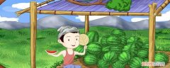 王婆怎么卖瓜 王婆卖瓜卖的什么瓜