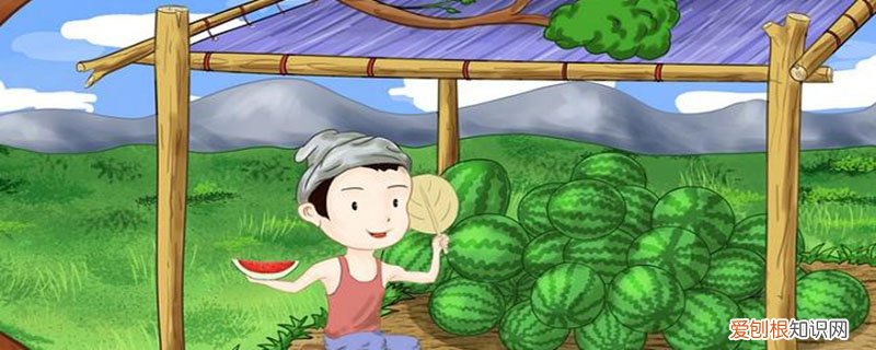 王婆怎么卖瓜 王婆卖瓜卖的什么瓜