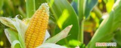 玉米怎样挑甜的 玉米如何挑甜的