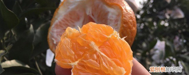 耙耙柑怎样挑是甜的 如何挑选耙耙柑