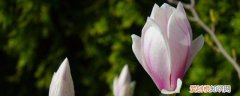 玉兰花冷冻保存时间长吗 玉兰花怎么保存