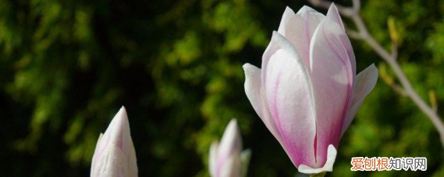 玉兰花冷冻保存时间长吗 玉兰花怎么保存