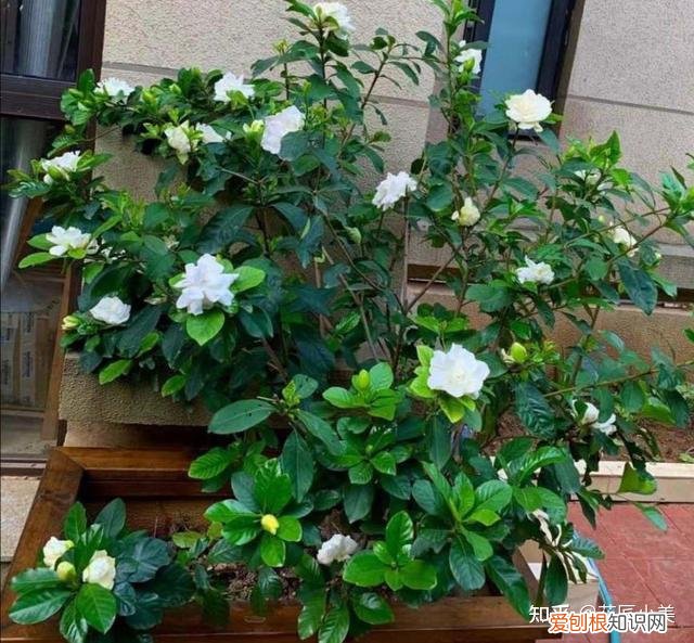 在阳台上养什么花最好养，“100种花”适合养在阳台上，一个比一个好看，还很好养护