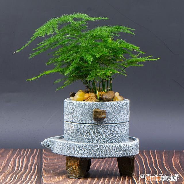 在阳台上养什么花最好养，“100种花”适合养在阳台上，一个比一个好看，还很好养护