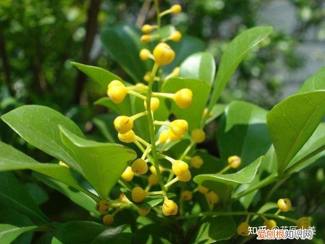 在阳台上养什么花最好养，“100种花”适合养在阳台上，一个比一个好看，还很好养护