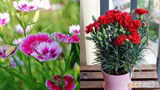 在阳台上养什么花最好养，“100种花”适合养在阳台上，一个比一个好看，还很好养护