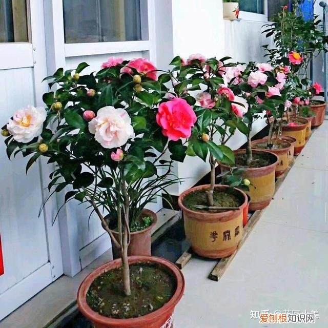在阳台上养什么花最好养，“100种花”适合养在阳台上，一个比一个好看，还很好养护