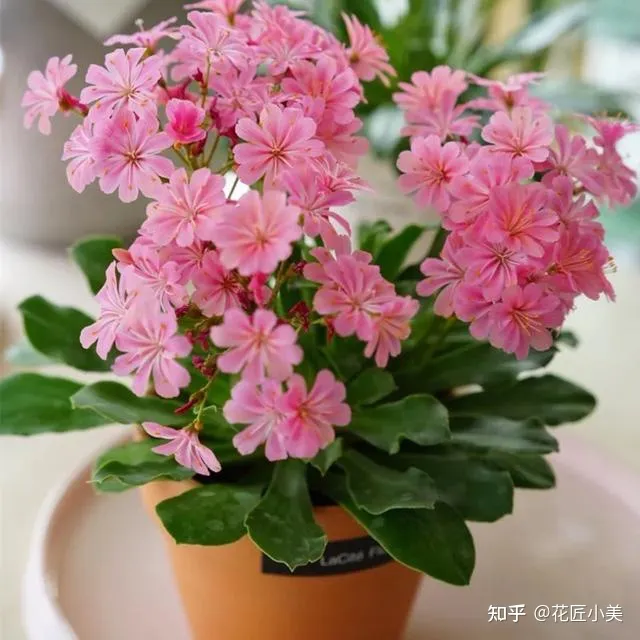 在阳台上养什么花最好养，“100种花”适合养在阳台上，一个比一个好看，还很好养护