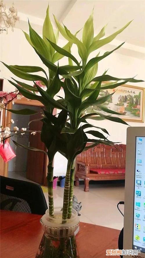 在阳台上养什么花最好养，“100种花”适合养在阳台上，一个比一个好看，还很好养护