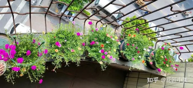 在阳台上养什么花最好养，“100种花”适合养在阳台上，一个比一个好看，还很好养护