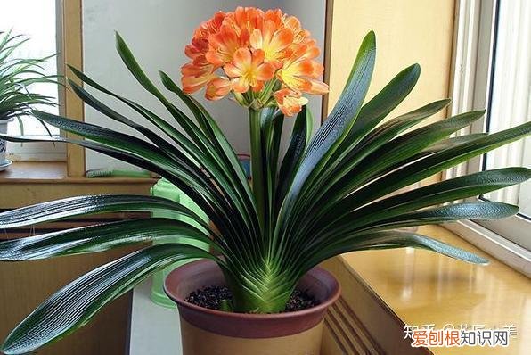 在阳台上养什么花最好养，“100种花”适合养在阳台上，一个比一个好看，还很好养护