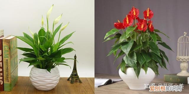 在阳台上养什么花最好养，“100种花”适合养在阳台上，一个比一个好看，还很好养护