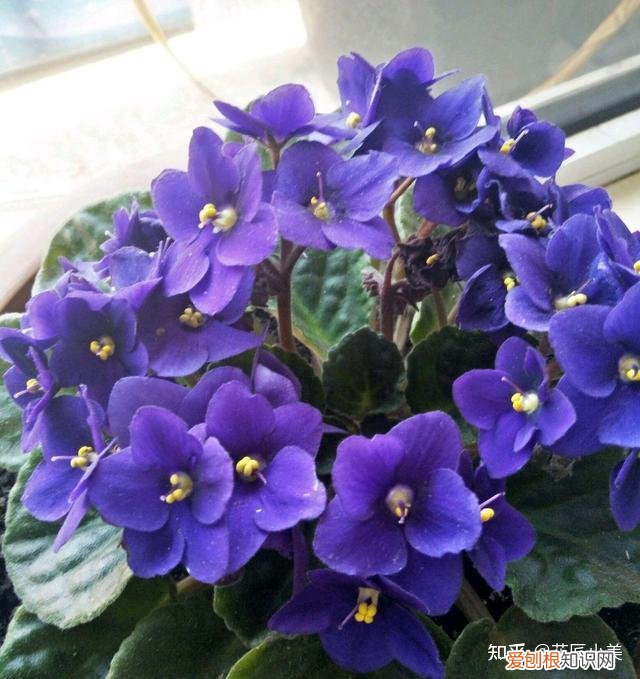 在阳台上养什么花最好养，“100种花”适合养在阳台上，一个比一个好看，还很好养护